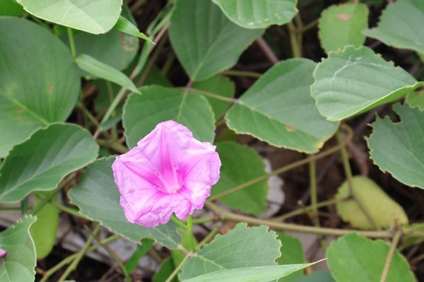 两张照片并排摆放。左边的照片描绘了一朵粉色花瓣的花的特写，背景是绿色的植物叶子。图片下载