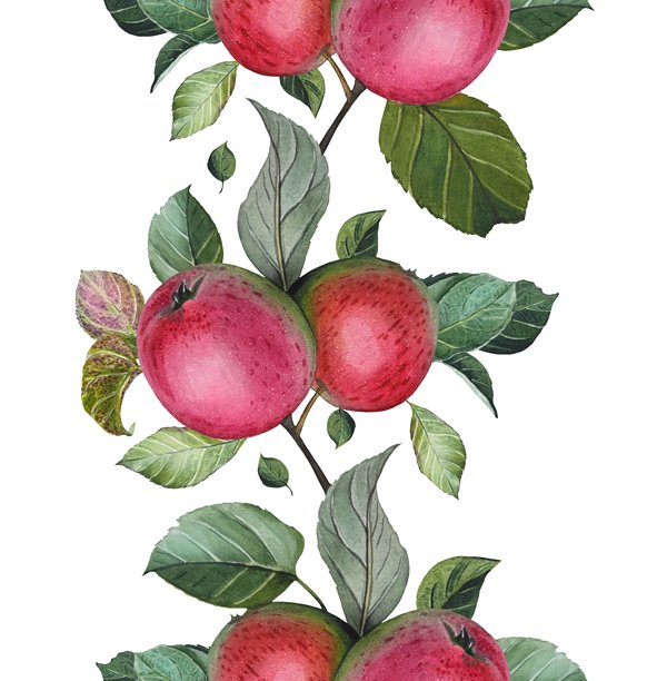 成熟的红苹果和叶子的无缝边框。水彩插画。图片下载