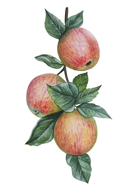 手绘苹果树枝，结有成熟的苹果和绿叶。水彩植物插画。图片下载