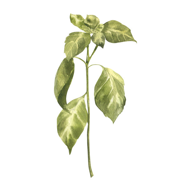 罗勒嫩芽水彩插画。手绘孤立的香草香料剪贴画，芳香的花茎带叶，沙拉和酱汁的配料。用于贴纸、包装设计的绘画。图片下载