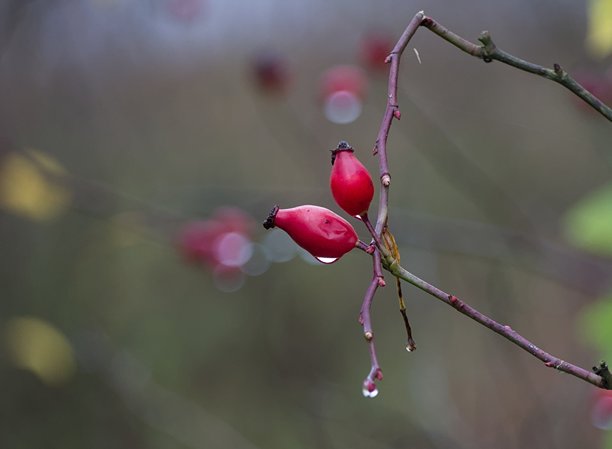 玫瑰果浆果带雨滴 - 一张红玫瑰果浆果在树枝上的宏观、特写照片，上面覆盖着新鲜的雨滴图片下载