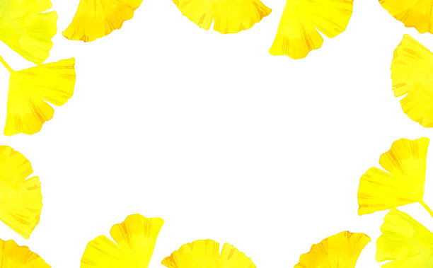 泛黄的银杏叶画框。秋季植物手绘水彩插画素材。图片下载