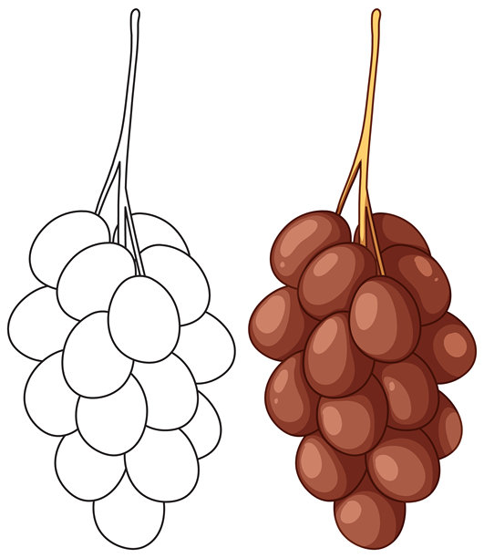 红葡萄串插画，包含轮廓和彩色版本图片下载