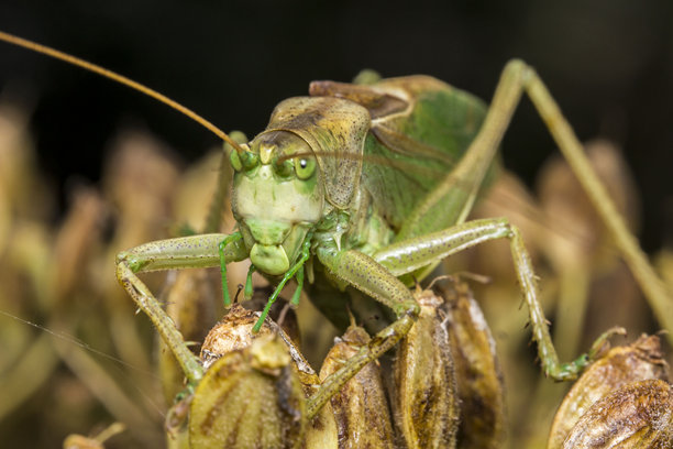 绿色的蚱蜢。野生动物。色彩鲜艳的昆虫细节特写照片图片下载