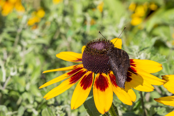 蝴蝶为花朵授粉。野生动物。色彩鲜艳的昆虫细节特写宏观照片。图片下载