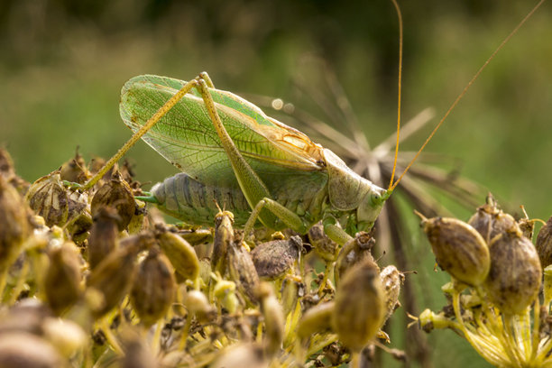 绿色的蚱蜢。野生动物。色彩鲜艳的昆虫细节特写微距照片。留白。图片下载