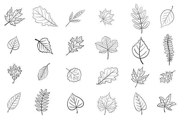 树叶线条轮廓矢量植物插画，孤立在白色背景上图片下载