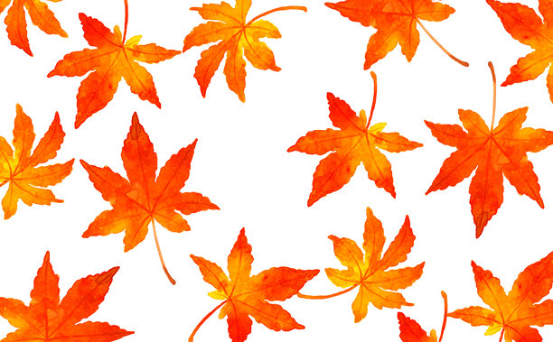 秋季枫叶背景。手绘水彩风格的秋季植物插画素材。图片下载