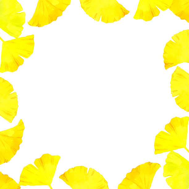 泛黄的银杏叶画框。秋季植物手绘水彩插画素材。图片下载