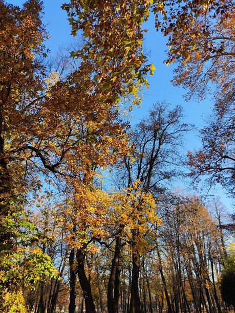 唯美的秋季图片图片下载