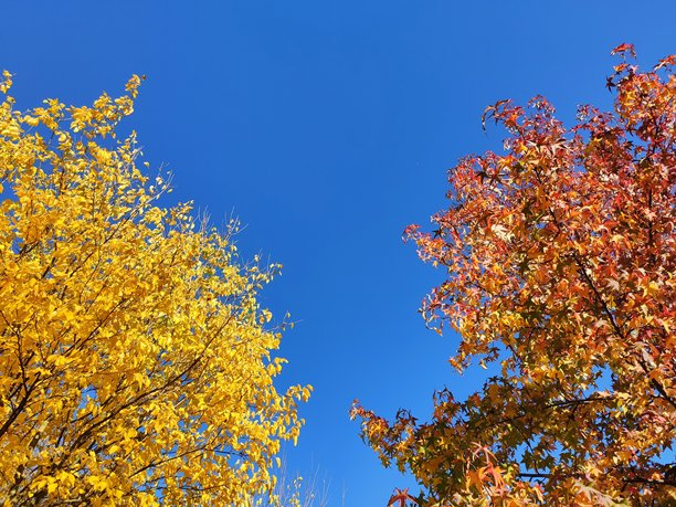 唯美的秋季图片图片下载