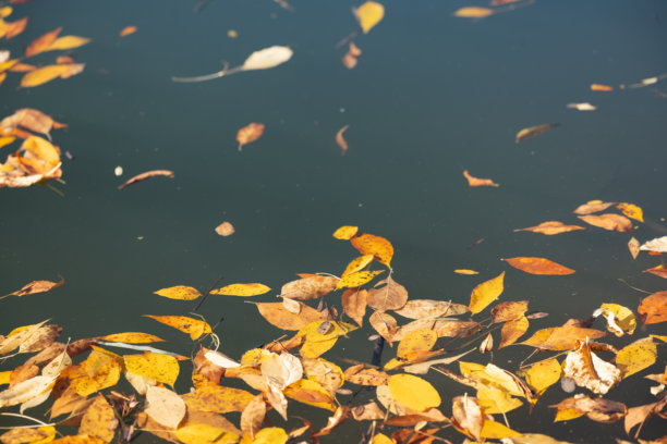 水面漂浮的秋叶素材照片图片下载