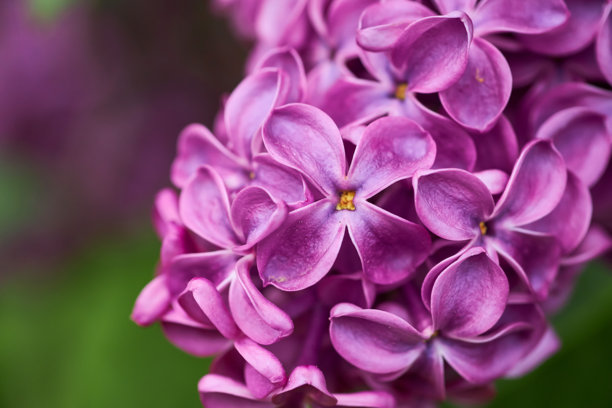 美丽的紫色丁香花。丁香春花的微距照片。图片下载