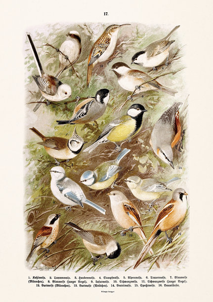 复古欧洲鸟类插画。来自德国自然历史书籍的古董鸟类学图版。图片下载