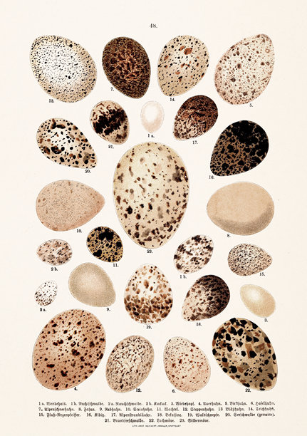 复古欧洲鸟类插画。来自德国自然历史书籍的古董鸟类学图版。图片下载