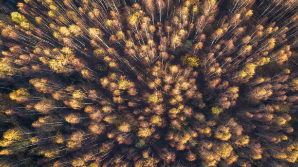 空中俯瞰的秋季森林，树木繁多，地上落叶遍布。叶子呈黄色和棕色。树木高大挺拔，枝繁叶茂。从上方拍摄的秋季森林背景，无人机照片。图片下载
