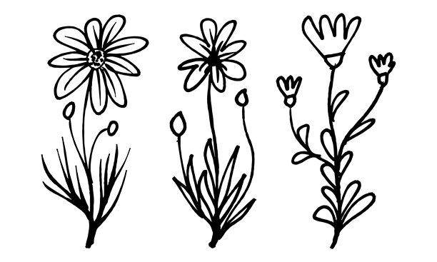 三款手绘花朵涂鸦套装。简约雏菊轮廓插画。黑色涂鸦花卉图标。极简植物马克笔艺术。可爱花朵涂鸦元素图片下载
