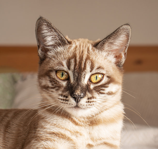 在温暖的光线下，一只金色眼睛、条纹皮毛的猫的肖像。图片下载