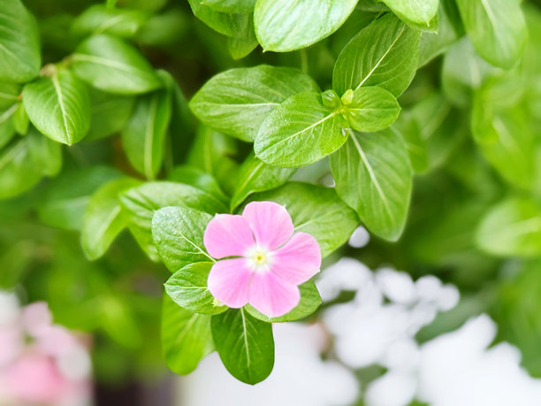 花园里的粉色长春花，配有绿叶，素材图图片下载