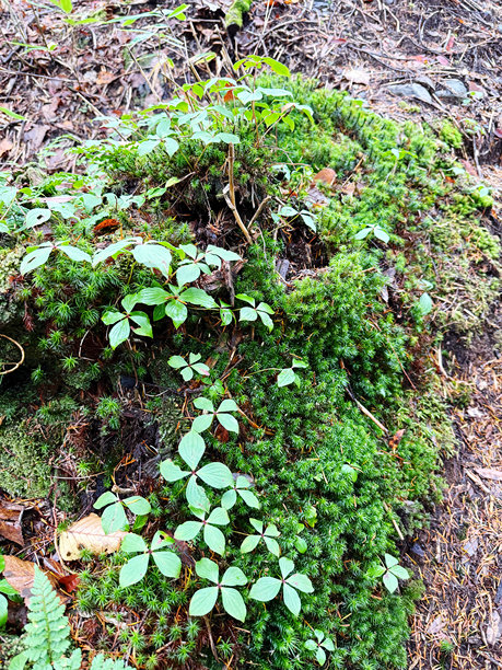 森林地面上的绿色苔藓，照片特写图片下载