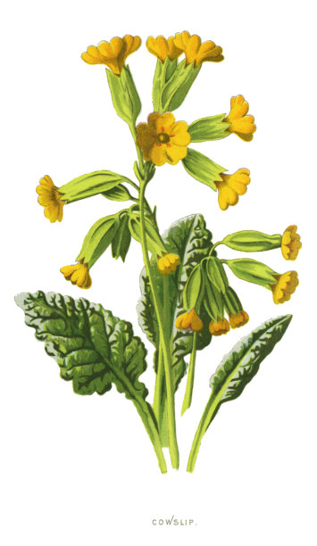 报春花图片下载