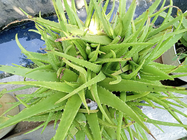 院子里芦荟植物的特写照片图片下载