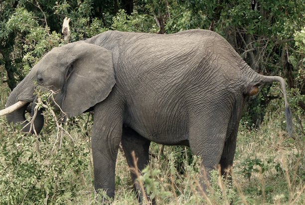 马赛马拉保护区内，一头非洲象排便的独特搞笑照片图片下载