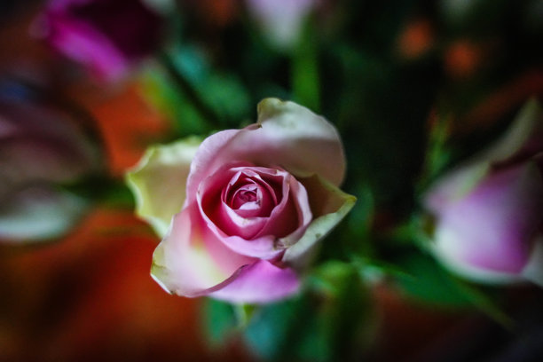 精心摆放的玫瑰概念特写照片图片下载