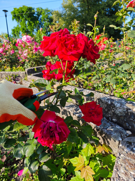 园丁在阳光明媚的日子里，用绿色修枝剪修剪一朵鲜红的玫瑰。这张图片捕捉了植物养护和手工劳动的精髓。图片下载