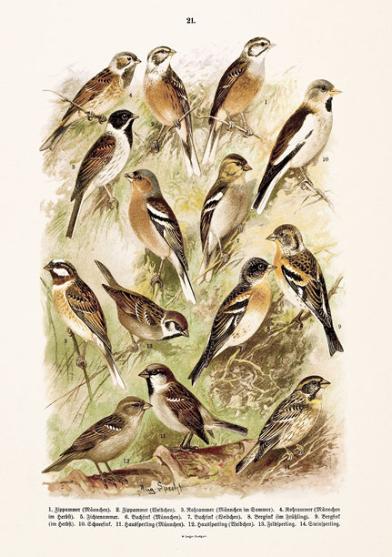 复古欧洲鸟类插画。来自德国自然历史书籍的古董鸟类学图版。图片下载
