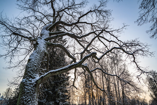 一组颓废风格的黑暗森林图片，是万圣节的完美背景图片下载