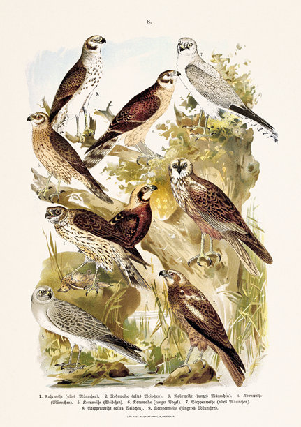 复古欧洲鸟类插画。来自德国自然历史书籍的古董鸟类学图版。图片下载