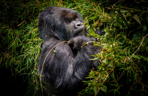 卢旺达火山国家公园中，一只银背山地大猩猩（大猩猩-伯氏亚种）在竹林中进食。图片下载