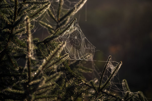 夕阳下，圣诞树上蜘蛛网的唯美神秘照片图片下载