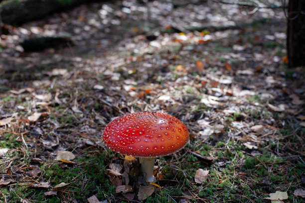 森林中生长的毒蝇伞。素材图片图片下载