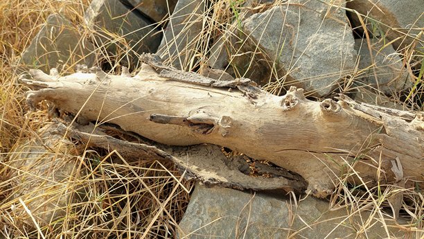 特写照片，展示了岩石地面上风化的原木图片下载