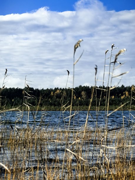 秋季风景，秋季自然，湖边，秋季森林，自然之美，美丽的风景照片，美丽的森林照片，黄叶树木，远处的森林，自然之旅，旅行，旅程，周围世界的美丽图片下载