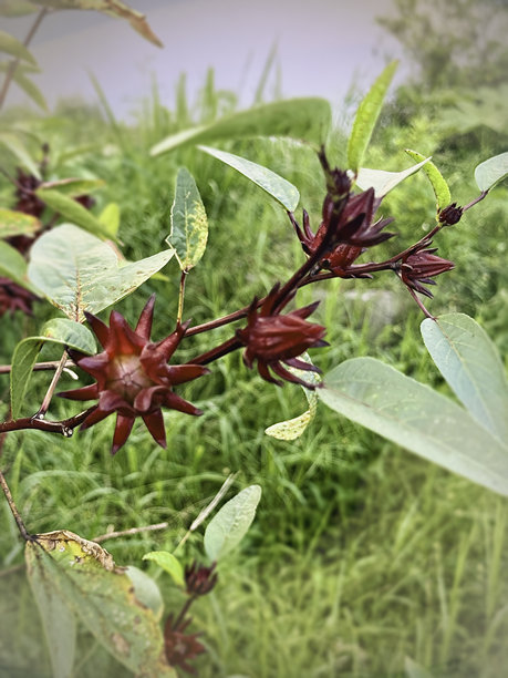 红洛神花，一种锦葵科玫瑰茄属植物的花，悬挂在枝头。图片下载