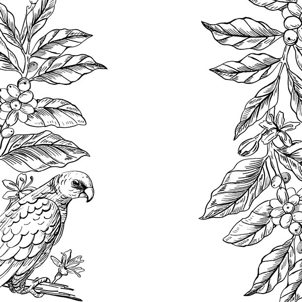 一只鹦鹉和咖啡枝的方形画框。用于咖啡馆设计、菜单、室内装饰、价签、包装、招牌、海报和明信片的写实矢量插画。图片下载