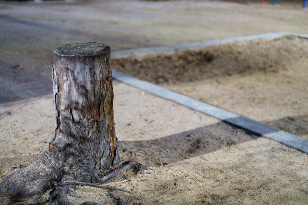 沙盒中的树桩特写 – 设计素材图片下载