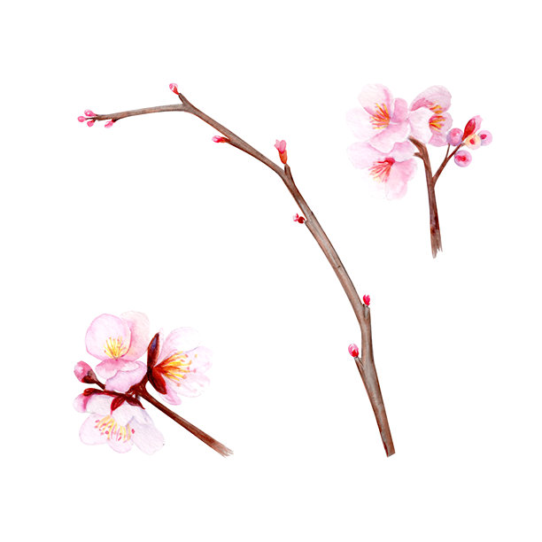 嫩粉色花蕾的樱花枝水彩插画集图片下载