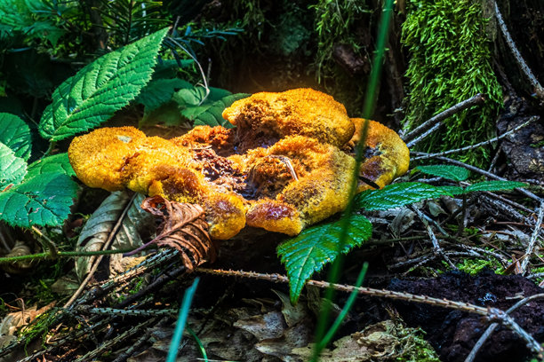 微距照片，动物，自然 - 欧洲，东欧图片下载