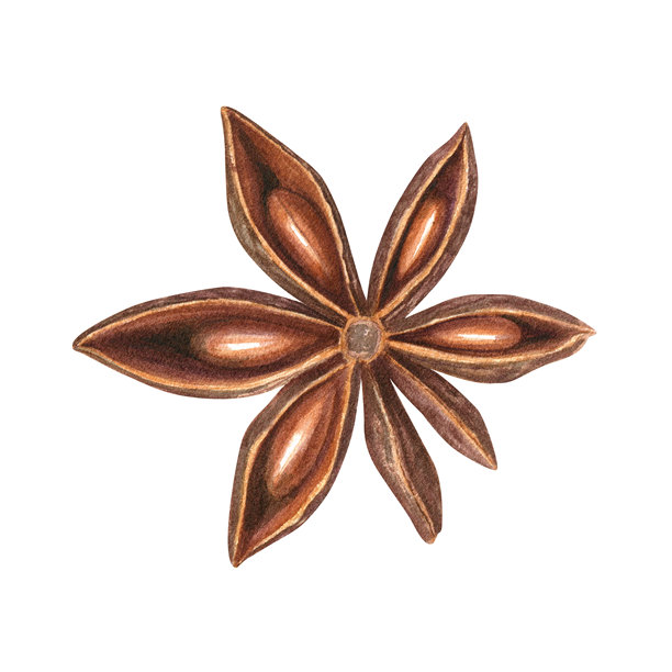 孤立背景上的芳香干八角水彩插画。俯视。八角豆荚烘焙亚洲调味品，用于烹饪冬季食谱、菜单、香料店、圣诞饮品图片下载