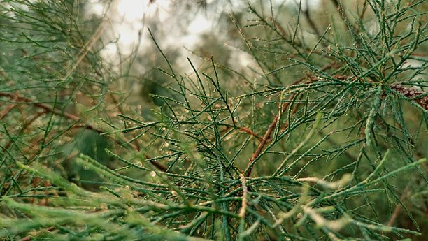 沾满露珠的松针的宏观照片，背景为柔和的金色图片下载