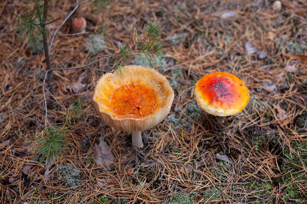 雨后毒蝇伞股票照片图片下载