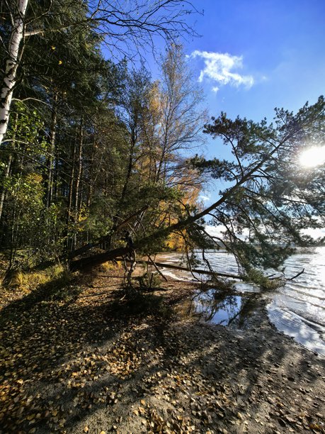 秋季风景，秋季自然，湖边，秋季森林，自然之美，美丽的风景照片，美丽的森林照片，黄叶树木，远处的森林，自然之旅，旅行，旅程，周围世界之美图片下载