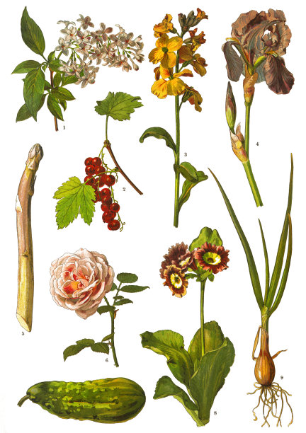 药用草本植物图片下载