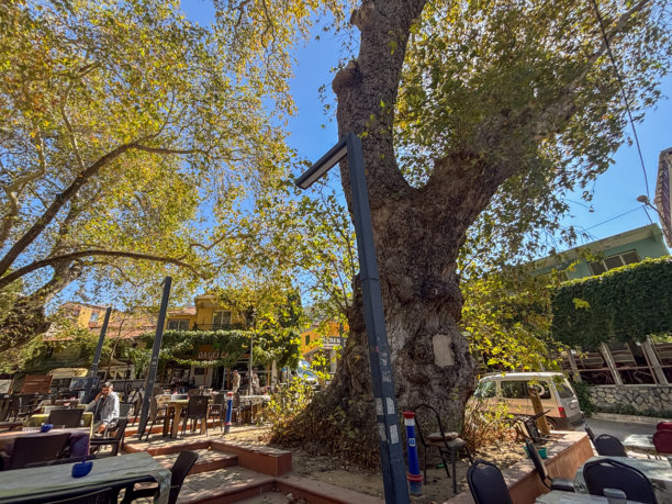 伊兹密尔布卡卡纳克拉尔村历史梧桐树广场图库照片图片下载