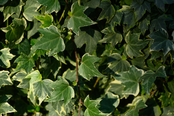 特写野常春藤作为背景，高质量照片图片下载