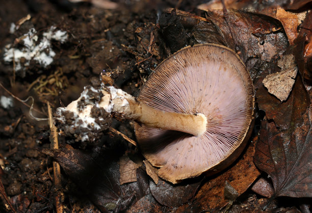 深棕色的日本浦村紫姬（Tricholosporum porphyrophyllum）菌柄和紫色的菌褶（户外野外真菌，真菌学特写微距照片）图片下载